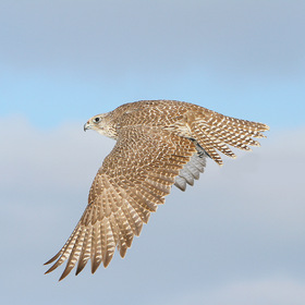 Look! Falco Rusticolus in Flight !